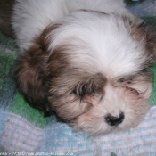 Photo de Shih tzu