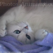 Photo de British shorthair