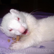 Photo de Furet