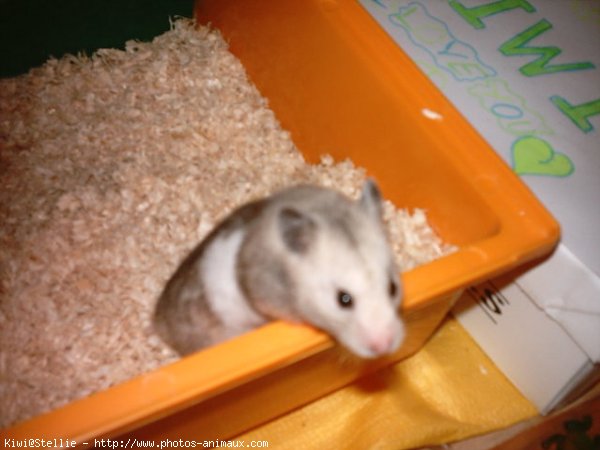 Photo de Hamster