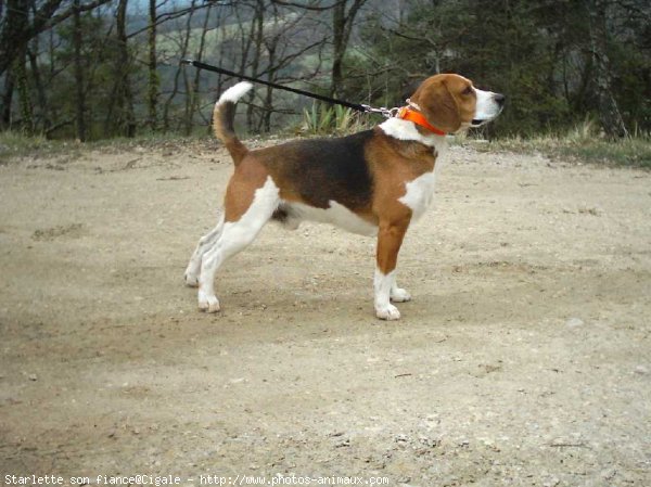 Photo de Beagle