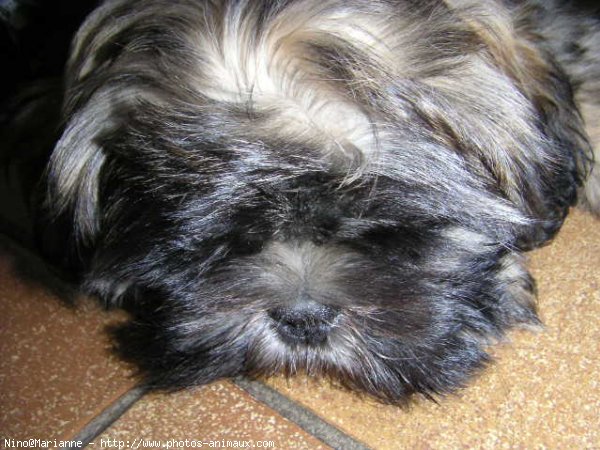 Photo de Lhassa apso