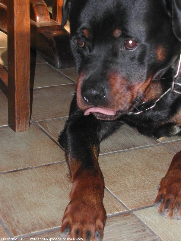 Photo de Rottweiler