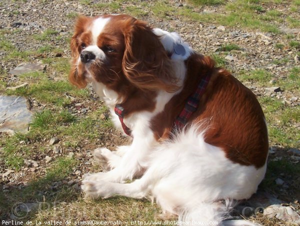 Photo de Cavalier king charles spaniel