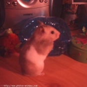 Photo de Hamster