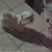 Photo de Bichon maltais