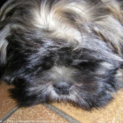 Photo de Lhassa apso