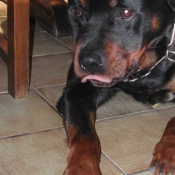 Photo de Rottweiler