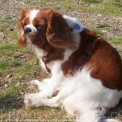 Photo de Cavalier king charles spaniel