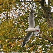 Photo de Mouette