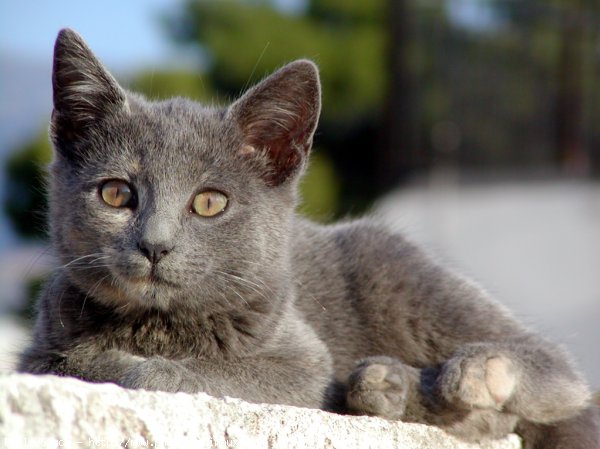 Photo de Chat domestique