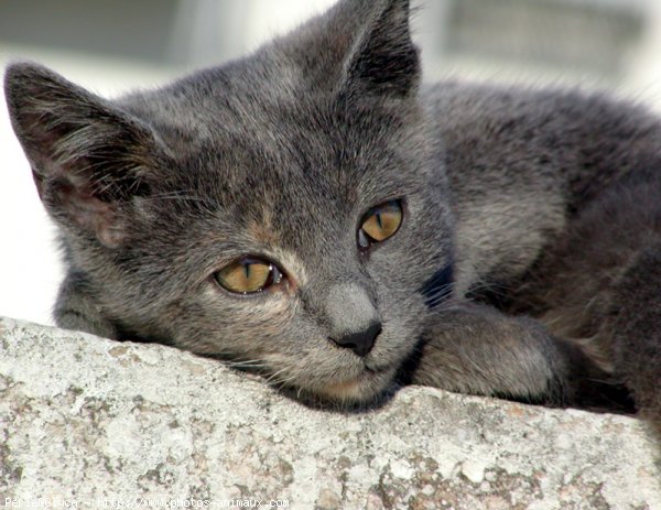 Photo de Chat domestique