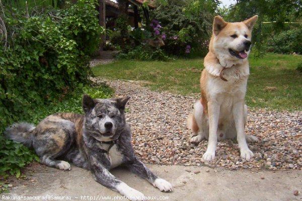 Photo d'Akita inu