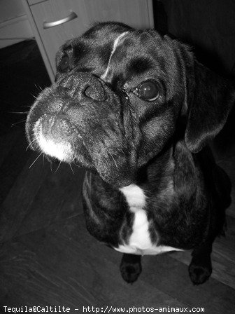 Photo de Boxer