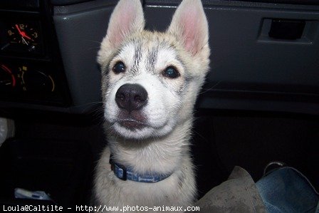 Photo de Husky siberien