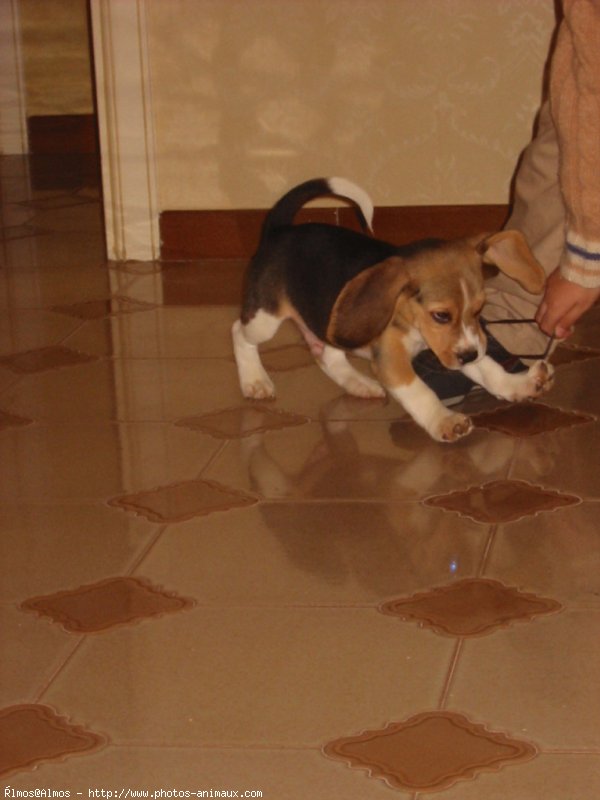 Photo de Beagle