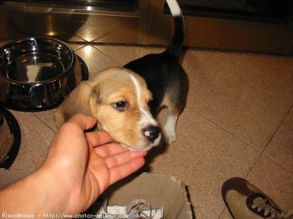 Photo de Beagle