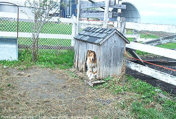 Photo de Colley  poil long