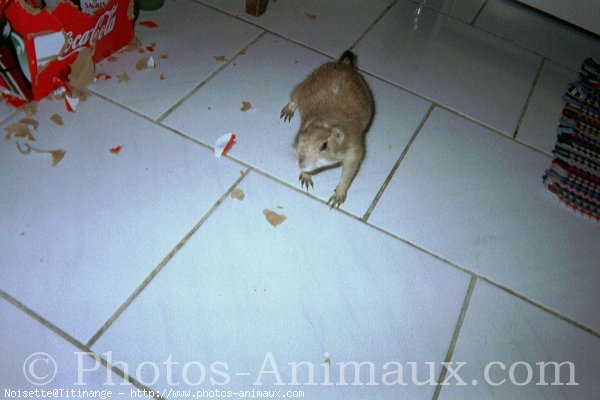 Photo de Chien de prairie