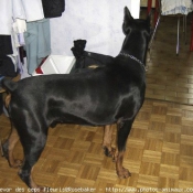 Photo de Dobermann