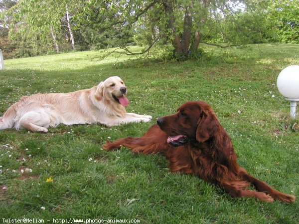 Photo de Golden retriever