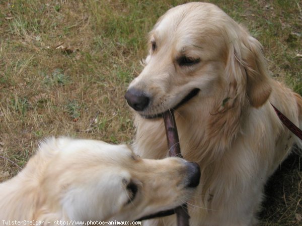 Photo de Golden retriever