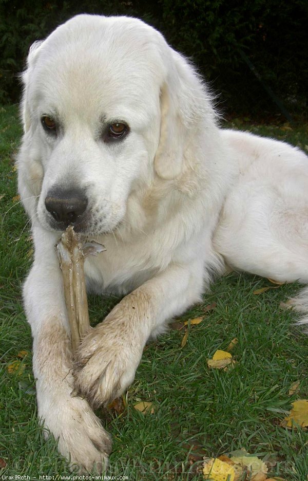 Photo de Chien de berger des tatras