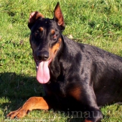 Photo de Dobermann