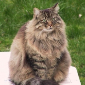 Photo de Maine coon