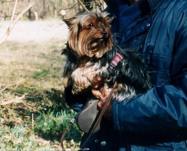 Photo de Yorkshire terrier