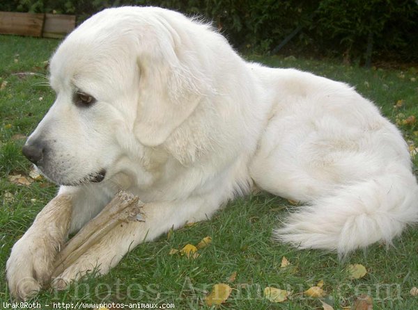 Photo de Chien de berger des tatras