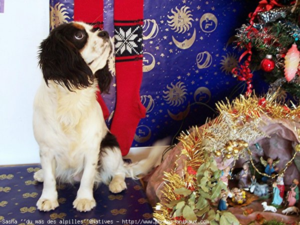 Photo de Cavalier king charles spaniel