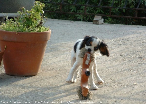 Photo de Cavalier king charles spaniel