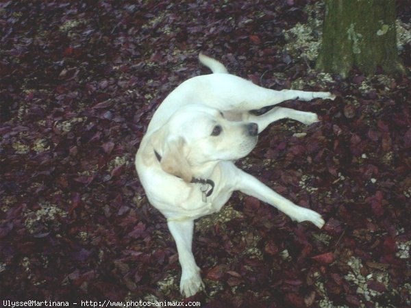 Photo de Labrador retriever