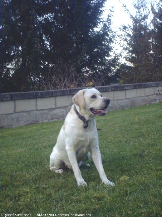 Photo de Labrador retriever