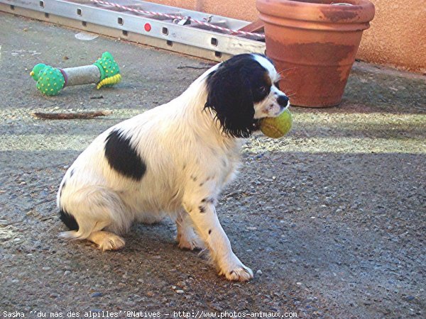 Photo de Cavalier king charles spaniel