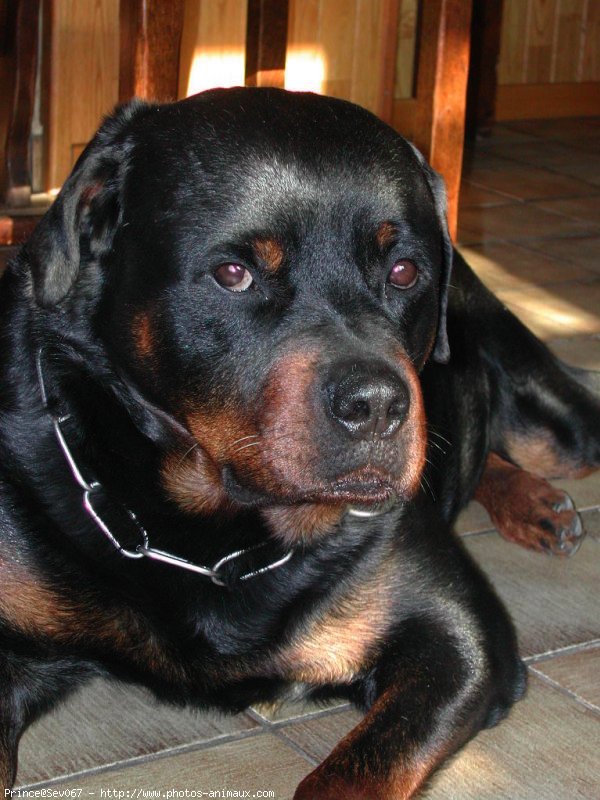 Photo de Rottweiler