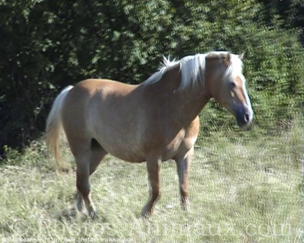 Photo de Haflinger