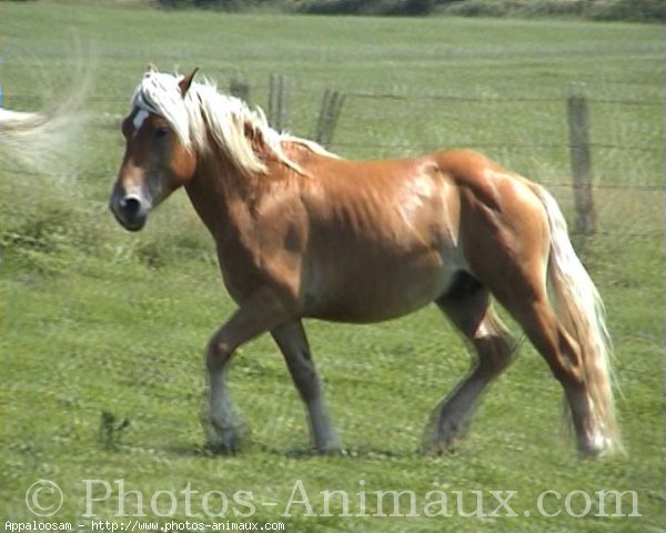 Photo de Haflinger