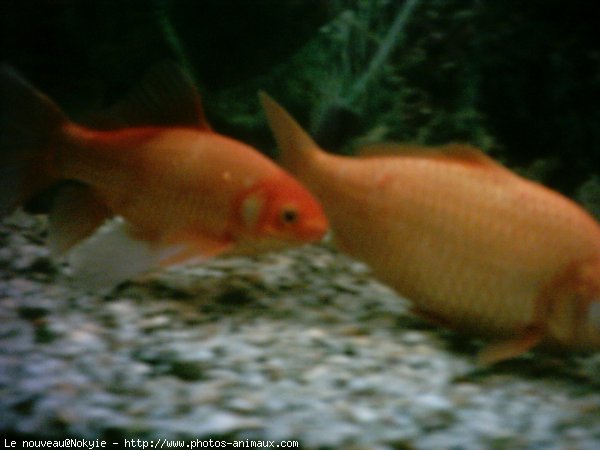 Photo de Poissons rouges