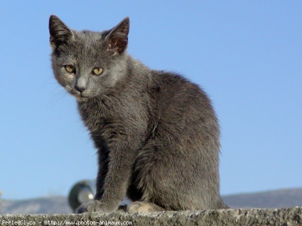 Photo de Chat domestique