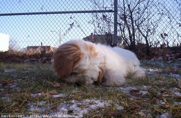 Photo de Lhassa apso