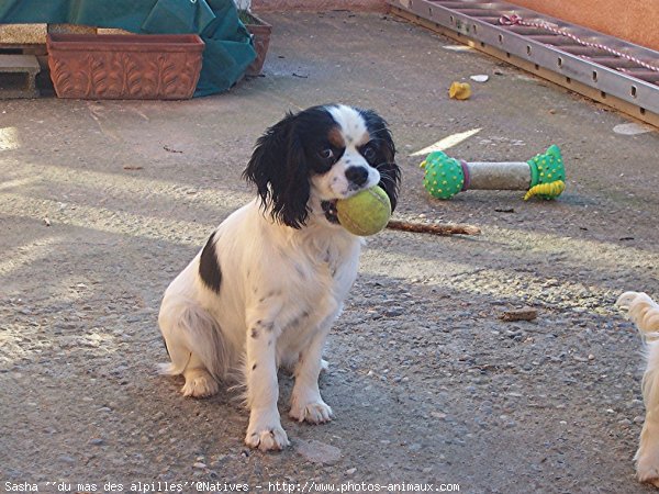 Photo de Cavalier king charles spaniel