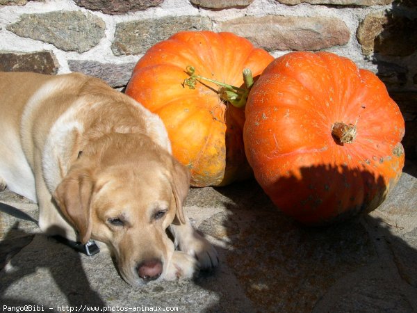 Photo de Labrador retriever