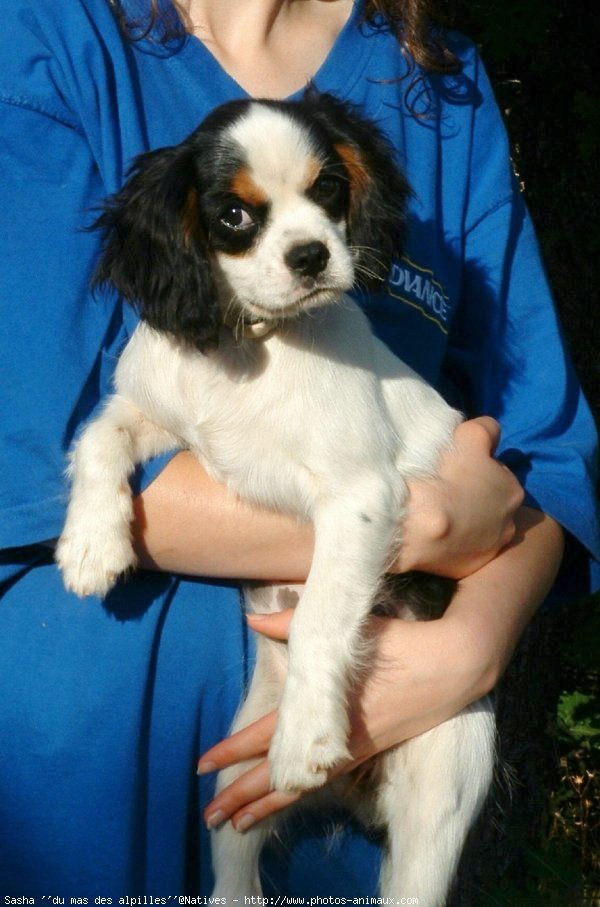 Photo de Cavalier king charles spaniel