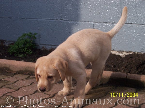 Photo de Labrador retriever