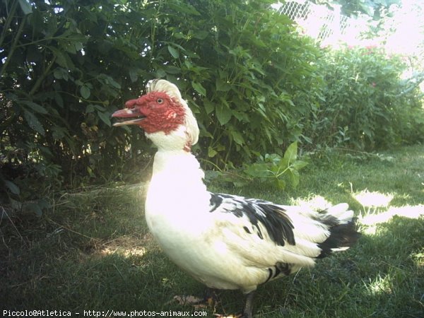 Photo de Canard