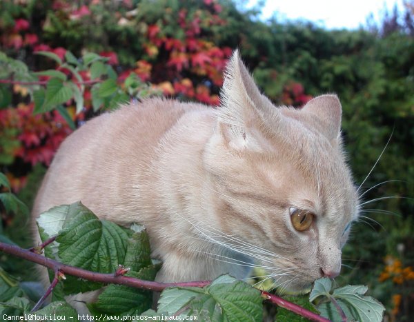 Photo de Chat domestique