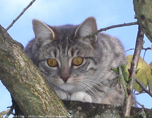 Photo de Chat domestique