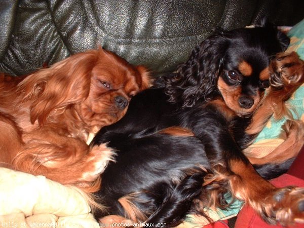 Photo de Cavalier king charles spaniel